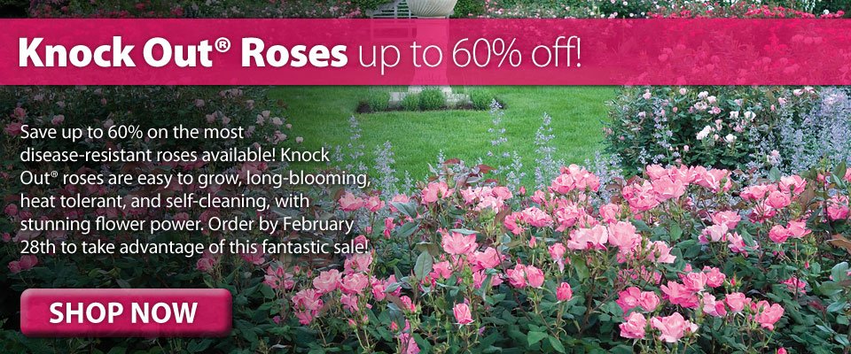 Knock Out Roses up to 60% off! Knock Out Roses up to 60% off!
