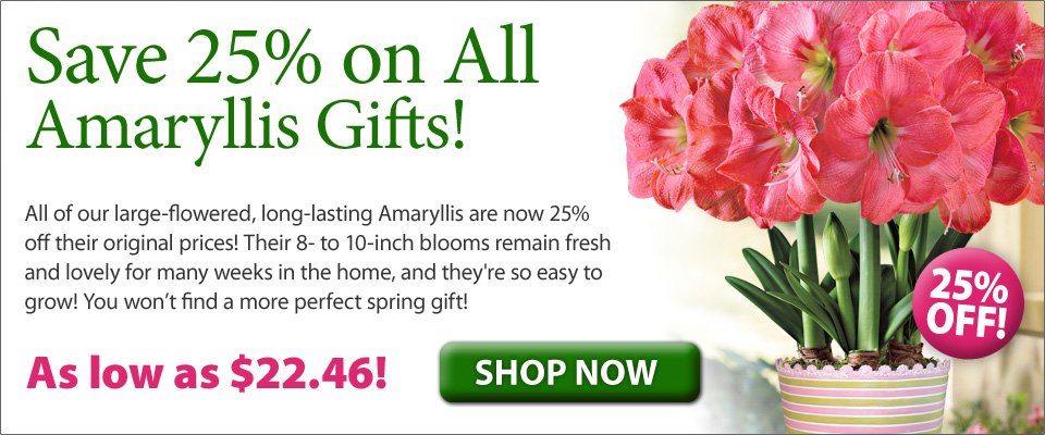 Save 25% on All Amaryllis Gifts! Save 25% on All Amaryllis Gifts!