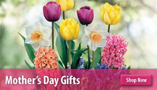 Mother's Day Gifts Mother's Day Gifts