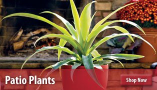 Patio Plants Patio Plants