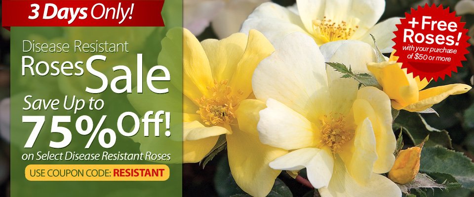 Disease Resistant Roses Sale! Save up to 75% + Free Roses! Disease Resistant Roses Sale! Save up to 75% + Free Roses!
