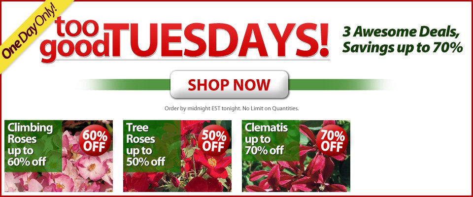 Too Good Tuesdays! 3 Awesome Deals, Savings up to 70% Too Good Tuesdays! 3 Awesome Deals, Savings up to 70%