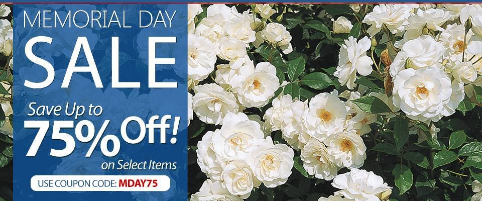 Memorial Day Sale -- Save up to 75%!