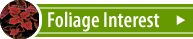 Foliage-Interest Annual Plants