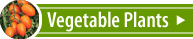 Vegetable Plants