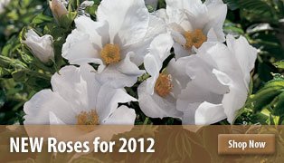 New Roses