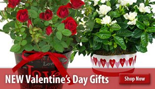 Valentine Gifts