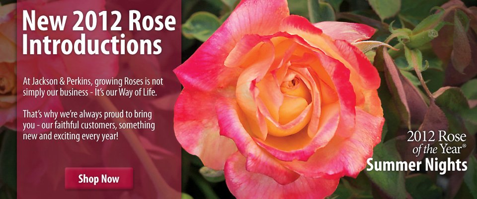 New Roses