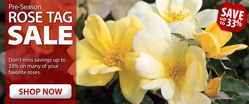 Pre-Season ROSE TAG SALE