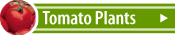Tomato Plants