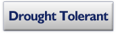 Drought Tolerant