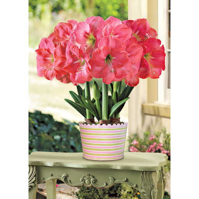 3-in-1 Everlasting Love Amaryllis