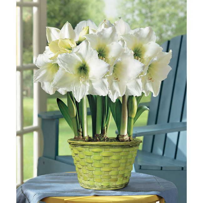 3-in-1 White Satin Amaryllis