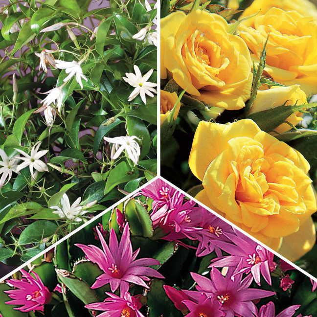 3-Month Flowering Plant Club (Feb to Apr)