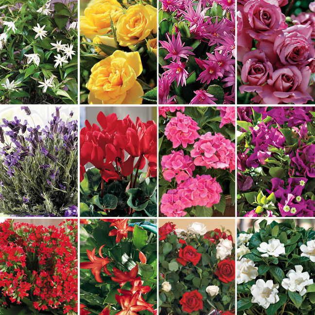 12-Month Flowering Plant Club (Feb to Jan)