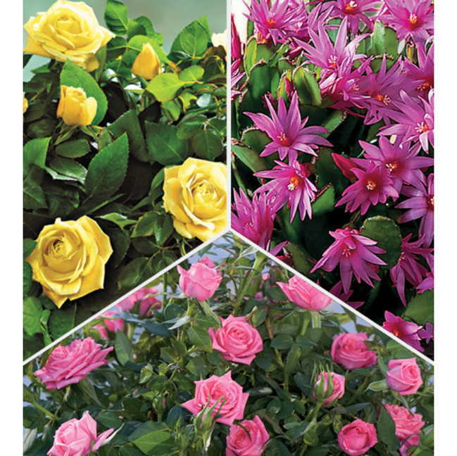 3-Month Flowering Plant Club (Mar to May)