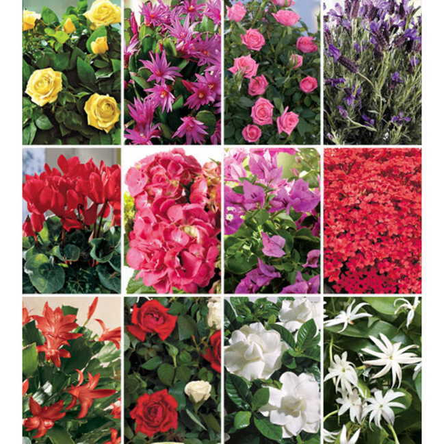 12-Month Flowering Plant Club (Mar to Feb)