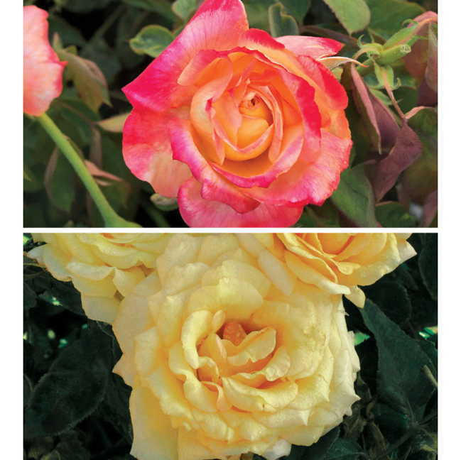 2012 Rose of the YearÂ® and Floribunda of the YearÂ® Collection