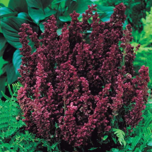 Salvia 