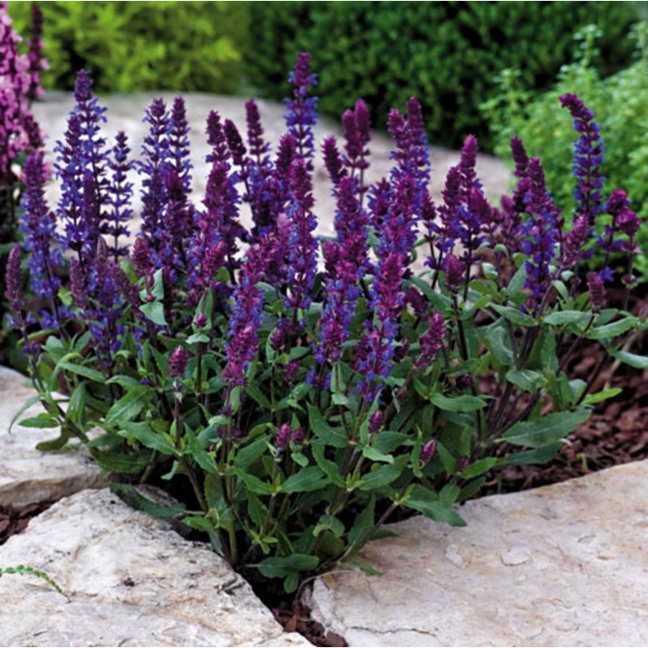 Salvia New Dimension Blue