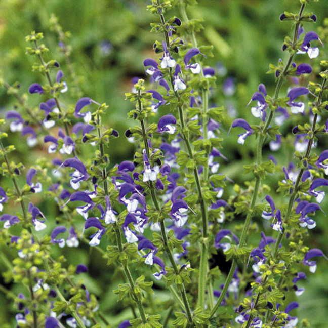 Salvia 