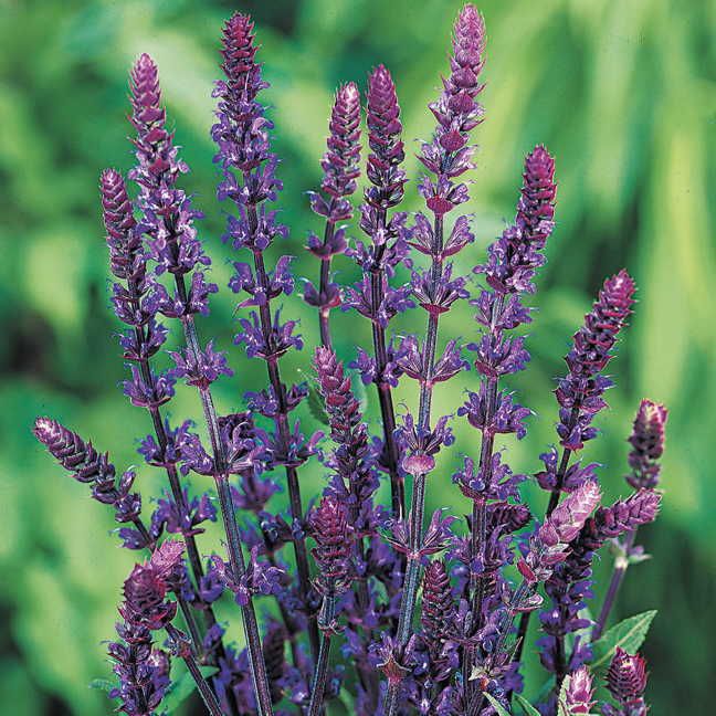 buy Salvia 