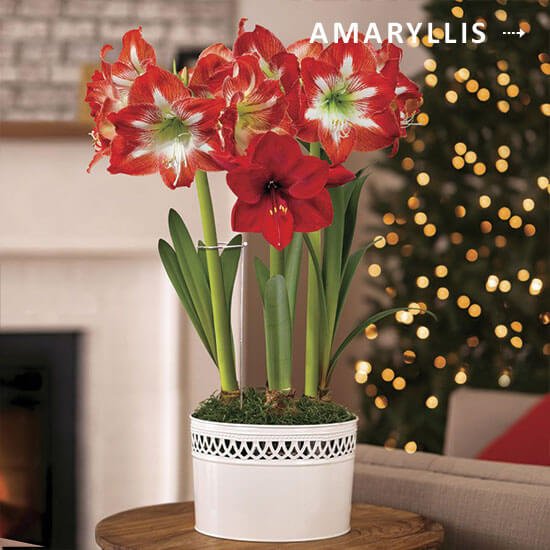 Shop Amaryllis Gifts