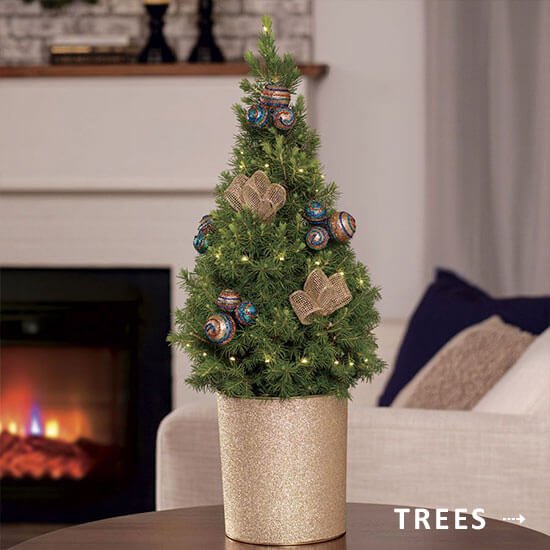 Shop Christmas Trees