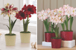Blog image for 17 Amaryllis Varieties for Holiday Gifts: The 2026 J&P Collection