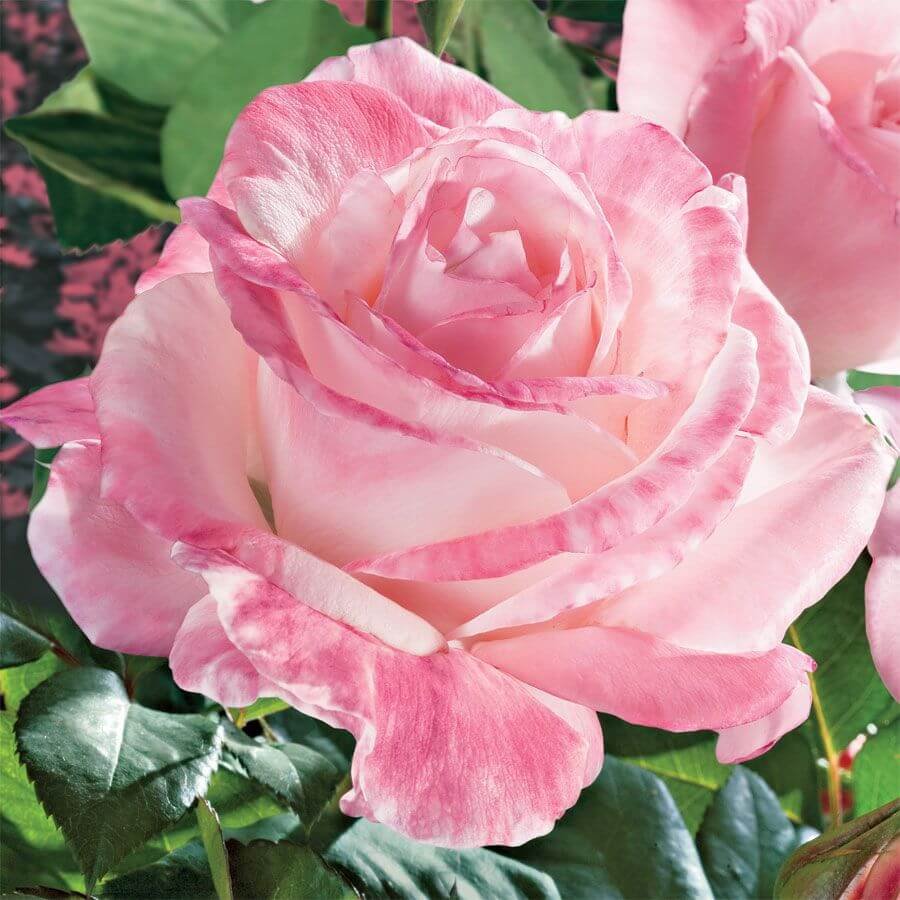 Roses, Perennials, and Garden Plants for Sale - Online Rose Store ...