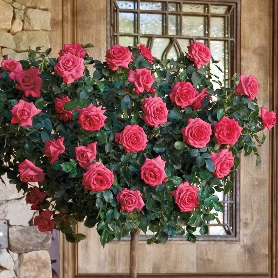 Roses, Perennials, and Garden Plants for Sale - Online Rose Store ...
