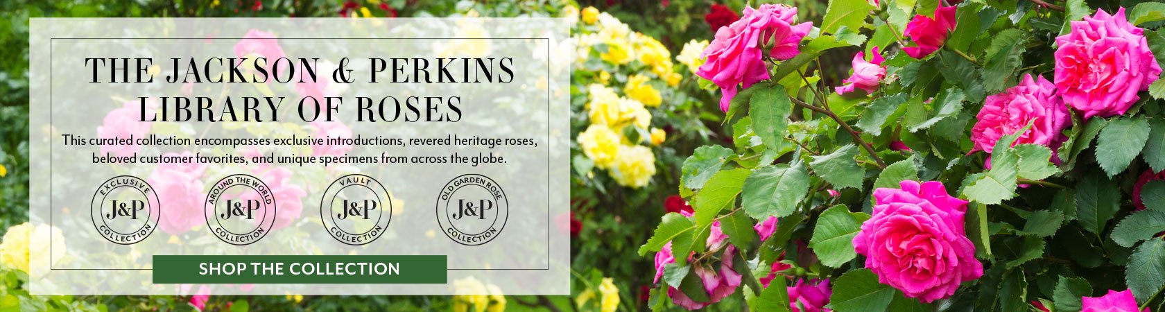 J&P Library of Roses​ - Better Garden Performance from Top-Tier Rose Genetics