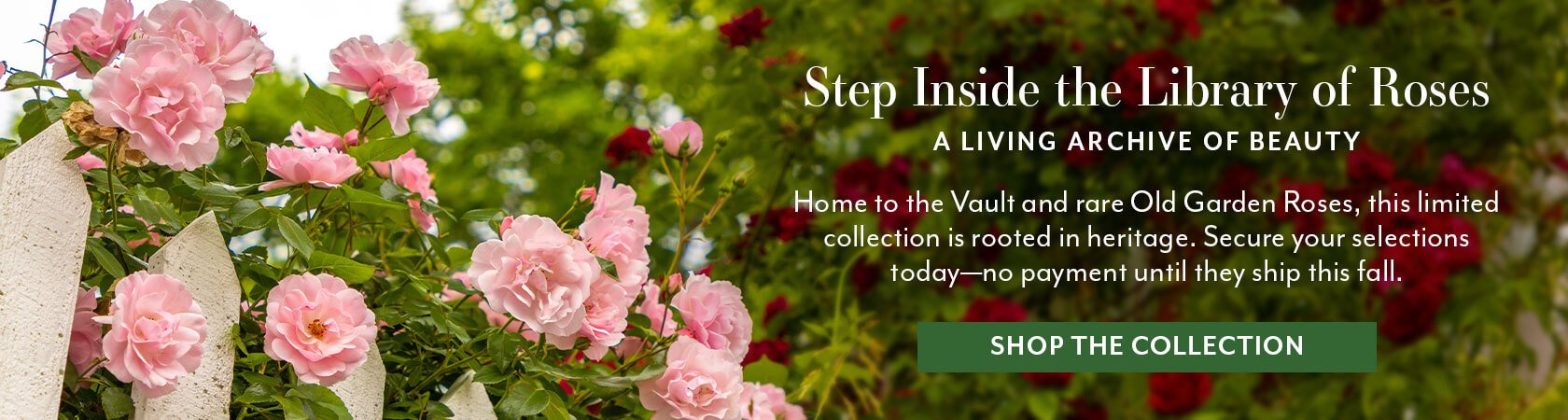 J&P Library of Roses Better Garden Performance from Top-Tier Rose Genetics