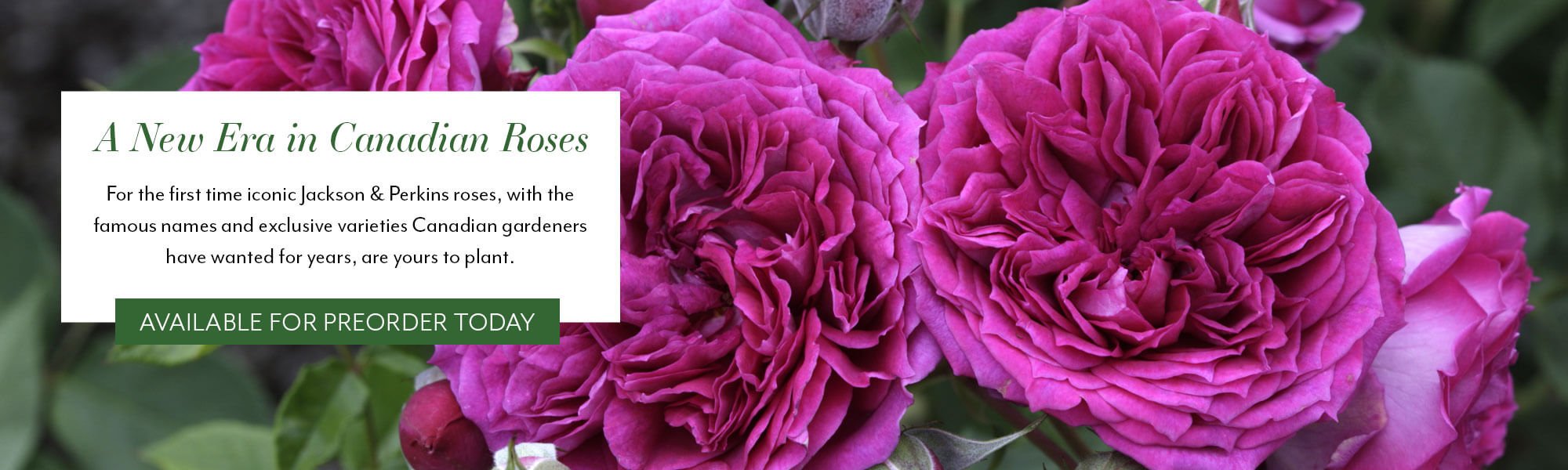 A New Era in Canadian Roses