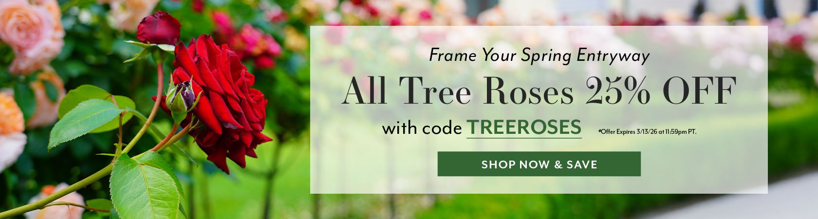 25% off Tree Roses with code TREEROSES