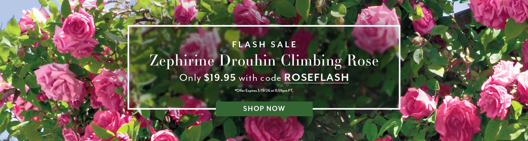 FLASH SALE Zephirine Drouhin Climbing Rose Only $19.95 with code ROSEFLASH