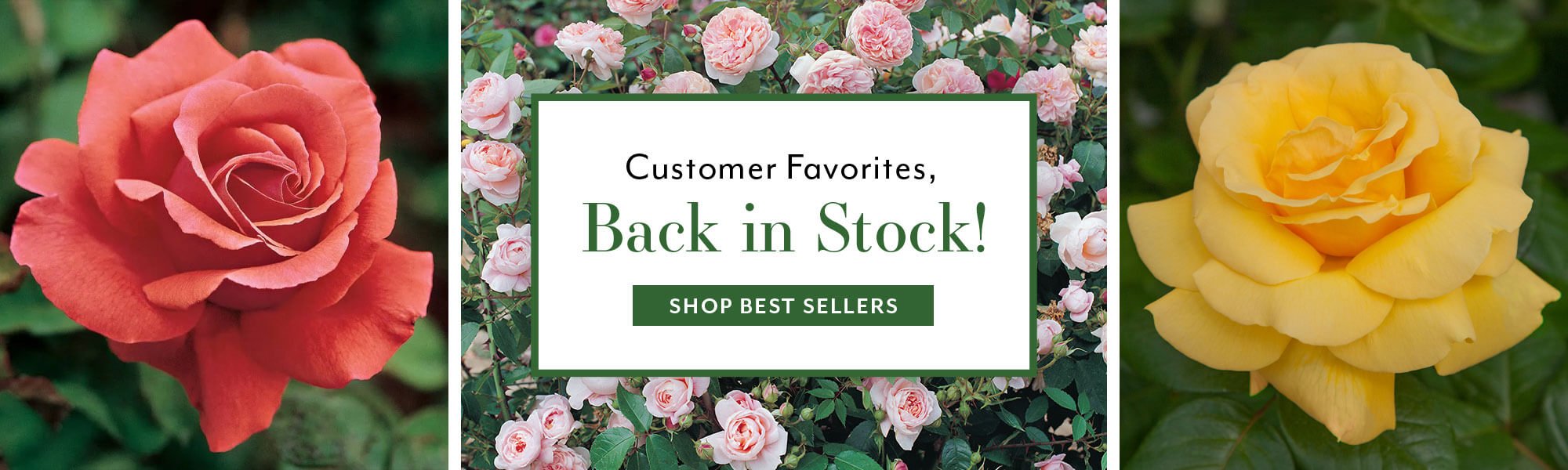 Customer Favorites, Back in Stock!