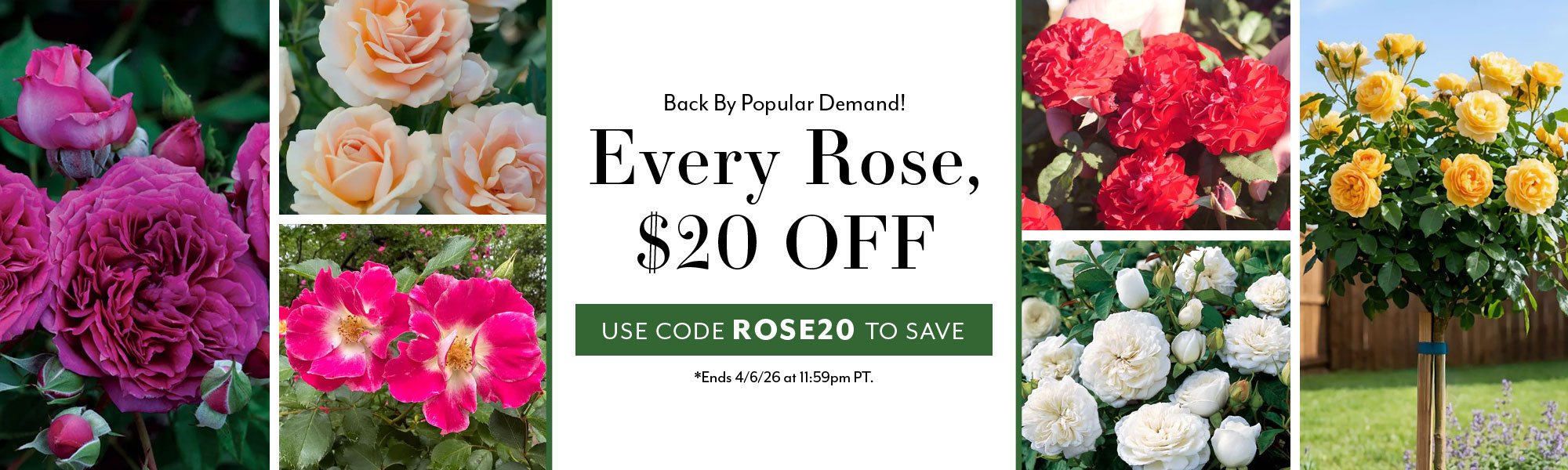 Back By Popular Demand! Every Rose, $20 OFF for a limited time only with code ROSE20