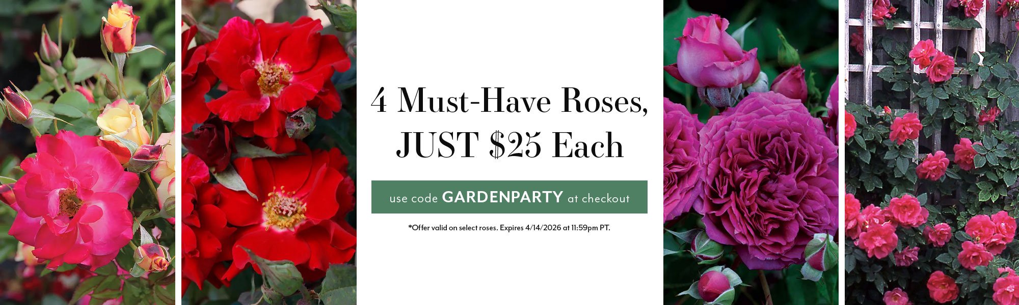 Garden Party Rose Collection: 4 Favorite Roses, Just $25 Each with Code GARDENPARTY