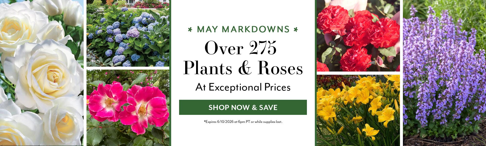 May Markdowns: Over 275 Plants & Roses At Exceptional Prices