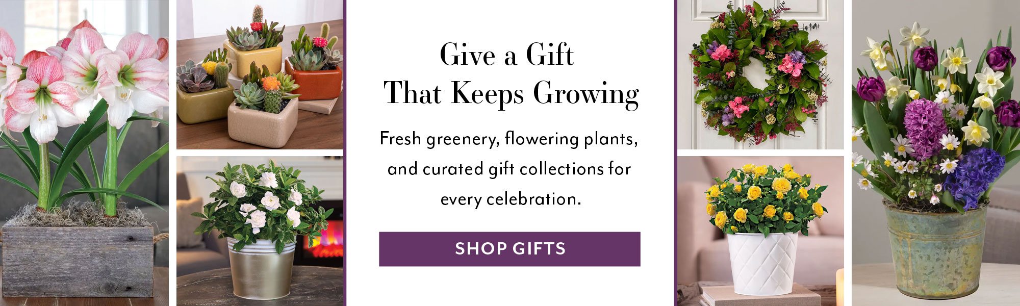Give a Gift  That Keeps: Growing Fresh greenery, flowering plants, and curated gift collections for  every celebration.