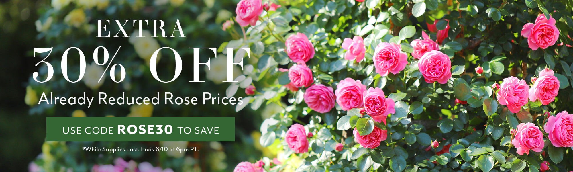 The Best Rose Deals Keep Getting Better: Take an extra 30% off already reduced roses with code ROSE30
