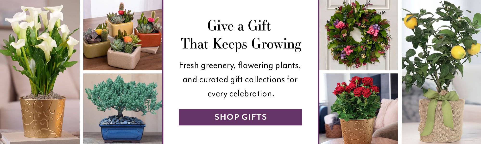 Give a Gift  That Keeps: Growing Fresh greenery, flowering plants, and curated gift collections for  every celebration.