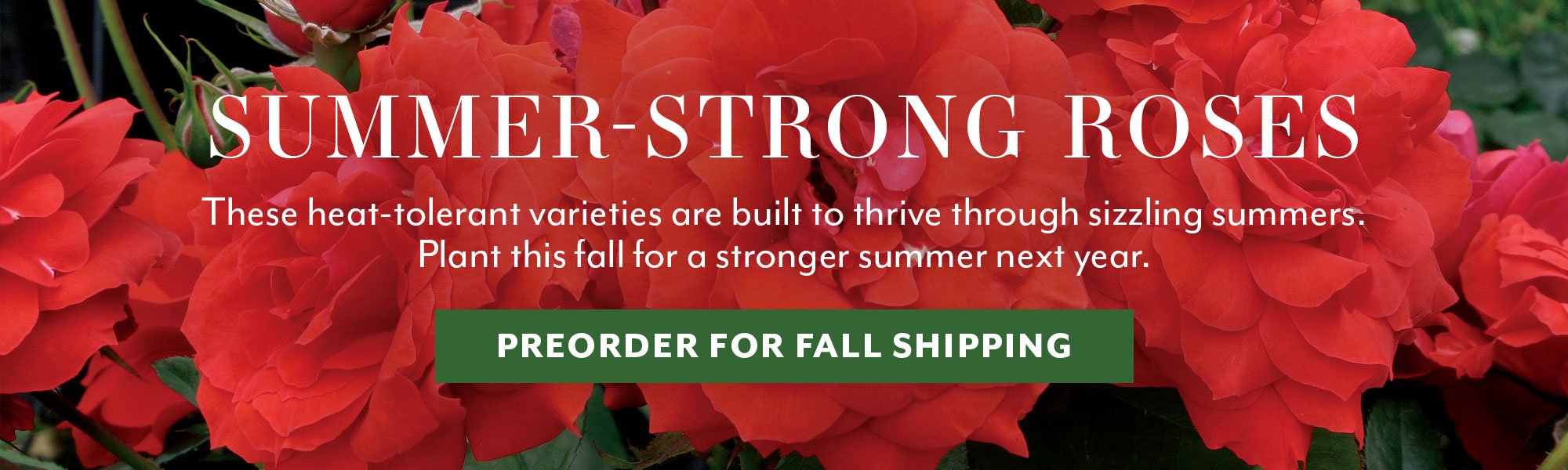 Summer-Strong Roses