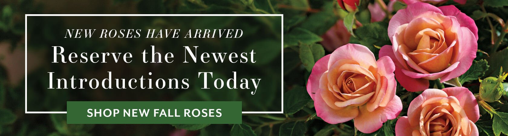 New Fall 2026 Roses