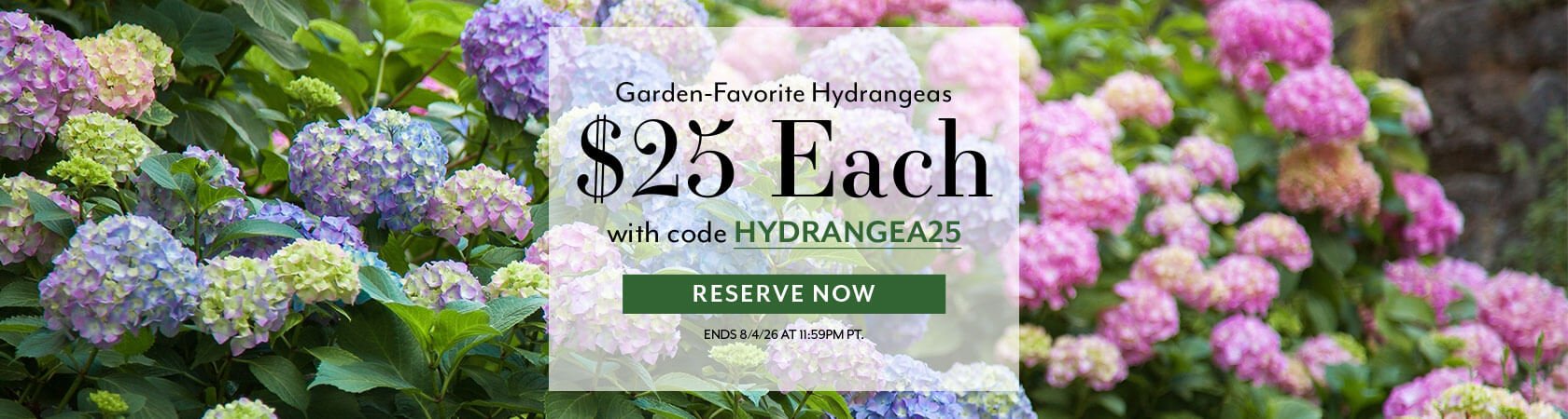 Garden-Favorite Hydrangeas: $25 each with code HYDRANGEA25