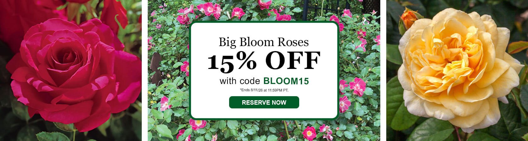 Big Bloom Roses 15% OFF with code BLOOM15