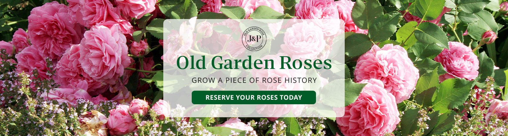 Old Garden Roses: Grow Antique and Old Garden Roses