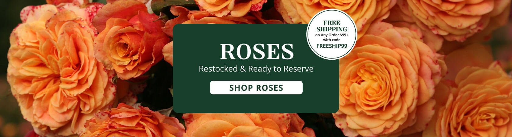 Shop Your Roses Today and get Free Shipping on Any Order $99+ with Code FREESHIP99