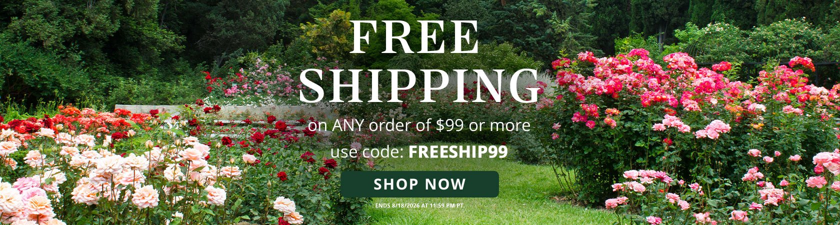 Shop Your Roses Today and get Free Shipping on Any Order $99+ with Code FREESHIP99